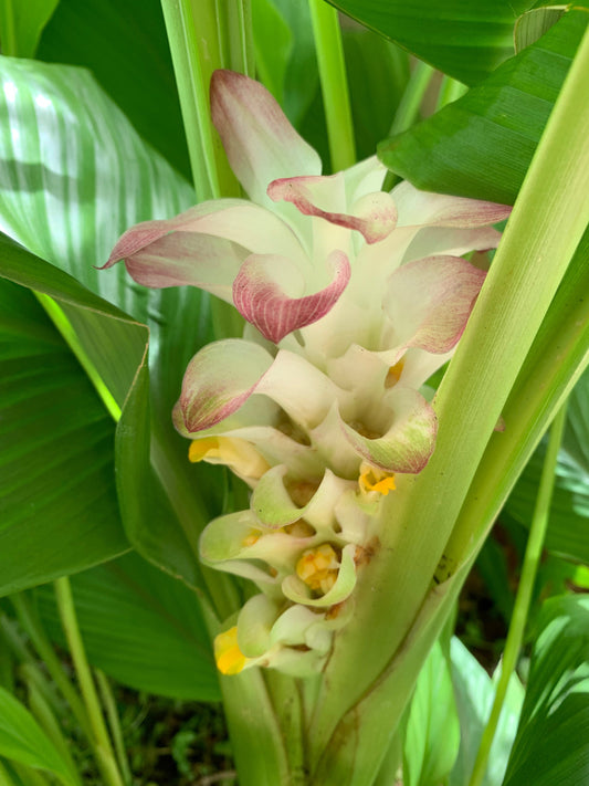 An 'ōlena flower 