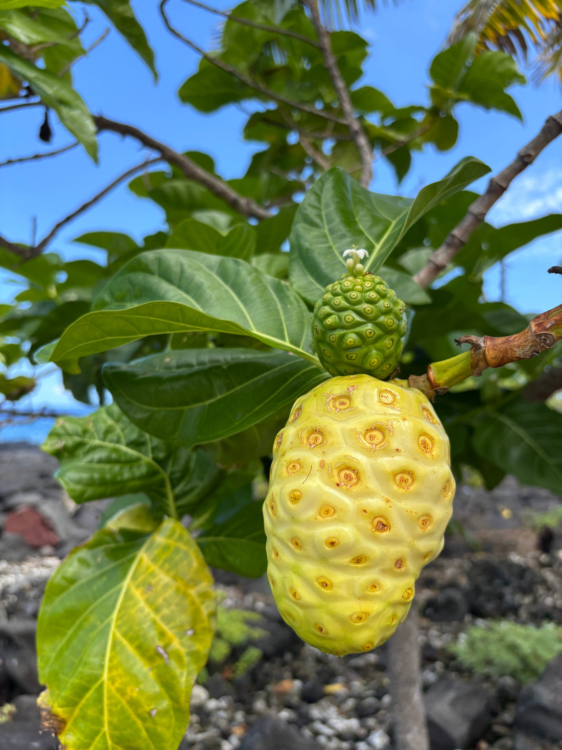 Nani Noni 😍