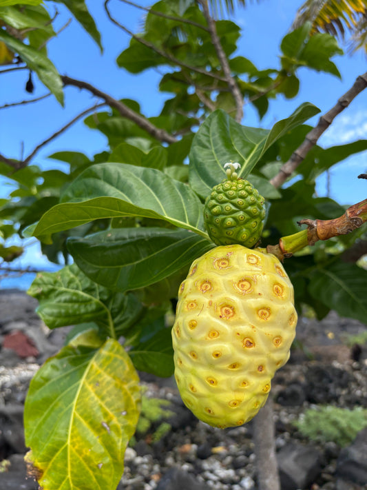 Nani Noni 😍